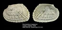 Image de Parvicardium trapezium Cecalupo & Quadri 1996