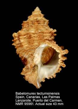 Image of Babelomurex tectumsinense (Deshayes 1856)
