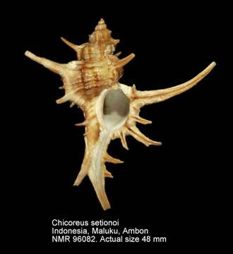 Image of Chicoreus setionoi Houart 2001