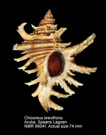 Sivun Chicoreus brevifrons (Lamarck 1822) kuva