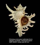 صورة Chicoreus cornucervi (Röding 1798)