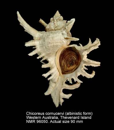 Sivun Chicoreus cornucervi (Röding 1798) kuva