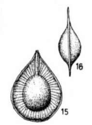 Fissurina formosa (Schwager 1866) resmi