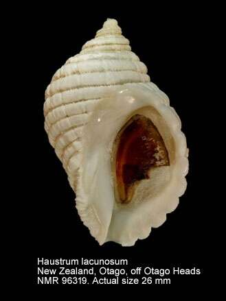 صورة Haustrum lacunosum (Bruguière 1789)