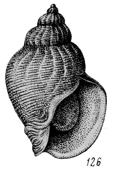 Image of Buccinum middendorffii Verkrüzen 1882