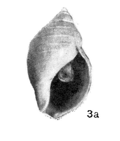 Image of Buccinum baerii (Middendorff 1848)