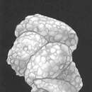 Image of Haddonia torresiensis Chapman 1898