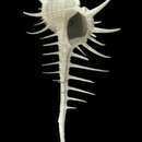 Image of Murex queenslandicus Ponder & E. H. Vokes 1988