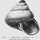 Imagem de Oligomeria conoidea Galkin & Golikov 1986