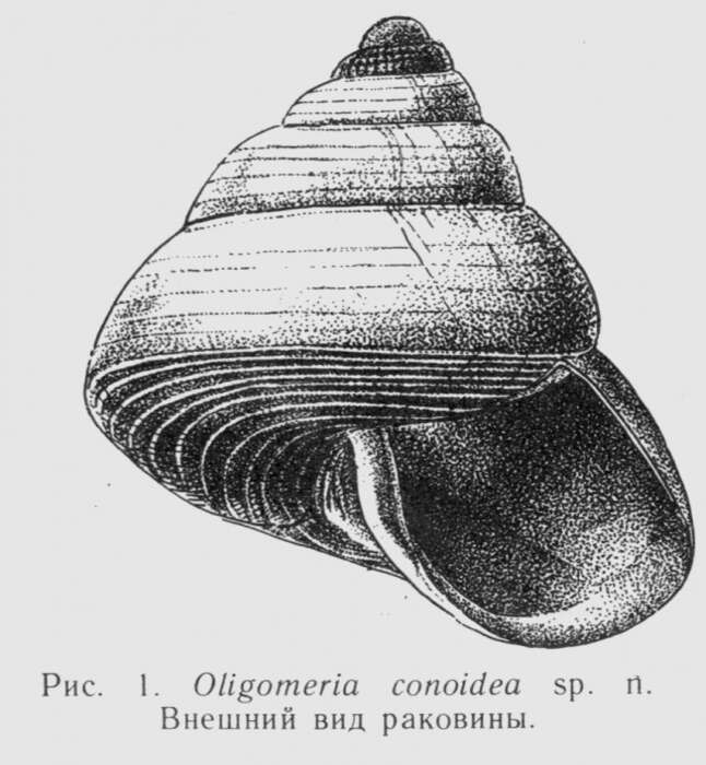 Слика од Oligomeria conoidea Galkin & Golikov 1986