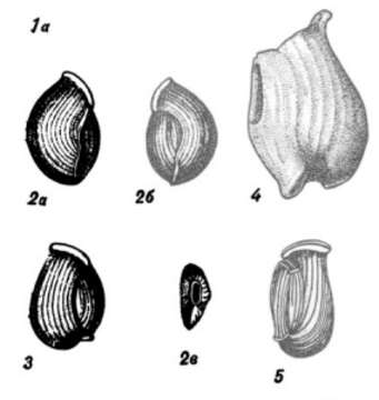 Image of Nodobaculariella sulcata (Reuss 1850)