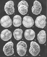 Image of Recurvoides contortus Earland 1934