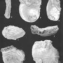 Image of Bdelloidina aggregata Carter 1877