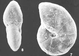 Imagem de Cyclammina trullissata (Brady 1879)