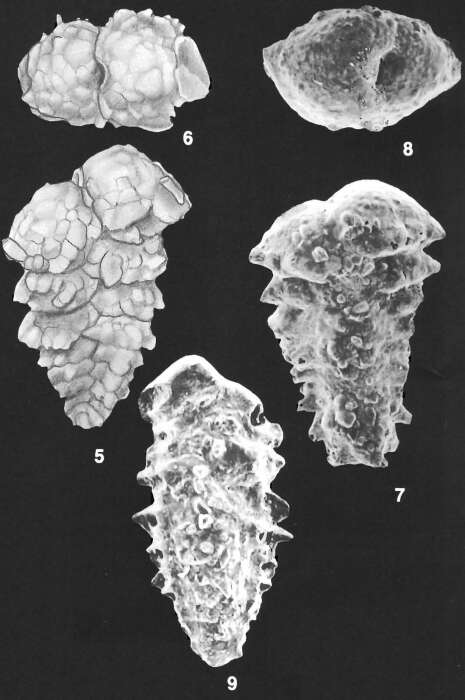 Image of Spirotextularia fistulosa (Brady 1884)