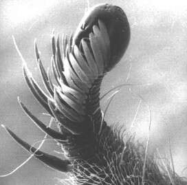 Image of Epsilonematidae Steiner 1927