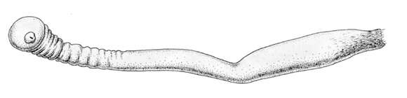 Image de Chaetoderma kafanovi (Ivanov 1984)