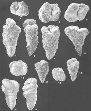 Image of Gaudryina attenuata Chapman 1902