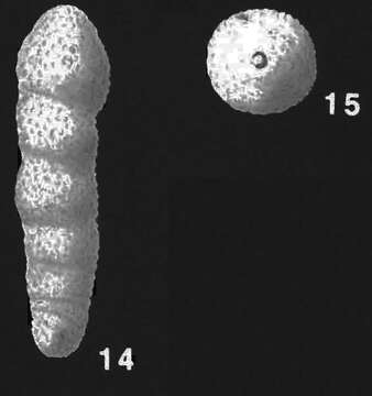 Image of Martinottiella milletti (Cushman 1936)