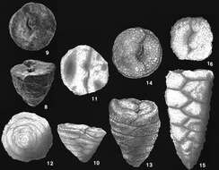 Image of Textulariellidae