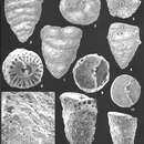Image of Textulariella parvacycla Loeblich & Tappan 1994
