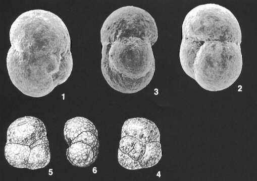 Sivun Ammoglobigerina globulosa (Cushman 1920) kuva