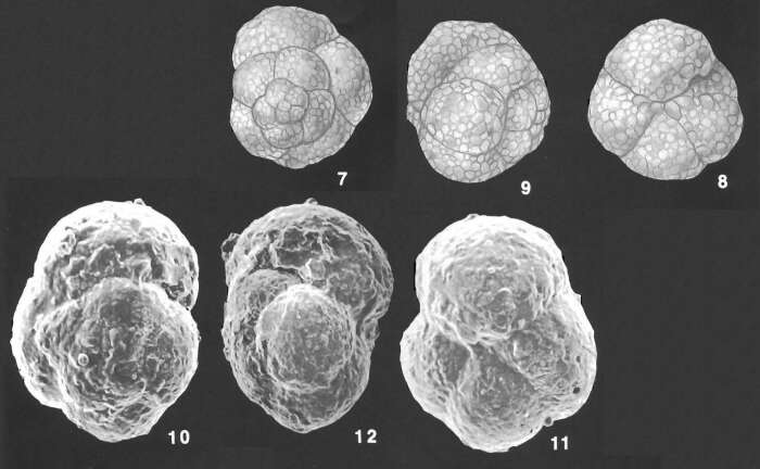 Image of Paratrochammina challengeri Brönnimann & Whittaker 1988