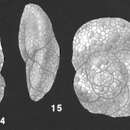 Image of Tritaxis primitiva Brönnimann & Whittaker 1988