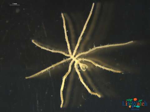 Image of elegant sea-spider