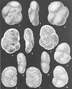 Image of Paratrochammina globorotaliformis (Zheng 1988)