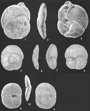 Слика од Tritaxis fusca (Williamson 1858)