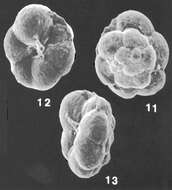 Image of Trochammina subglabra Saidova 1961