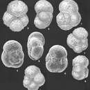 Image of Japanese foraminifer