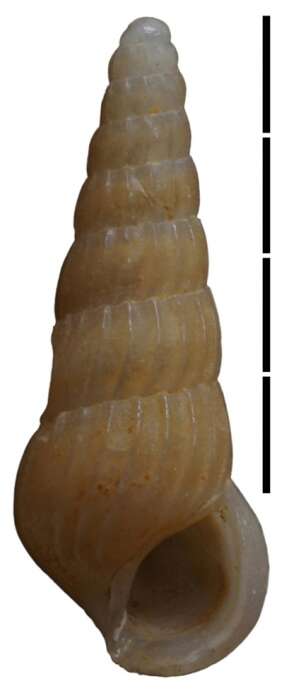 Image of Rissoina madagascariensis Faber 2018