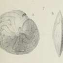 Слика од Amphistegina minuta Brady 1876