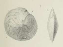 Image of Amphistegina minuta Brady 1876