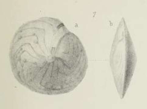 Слика од Amphistegina minuta Brady 1876