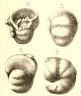 Image of Bradyina nautiliformis Möller 1878