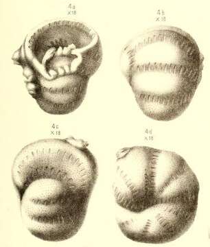 Image of Bradyinidae
