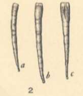 Image of Earlandia perparva Plummer 1930