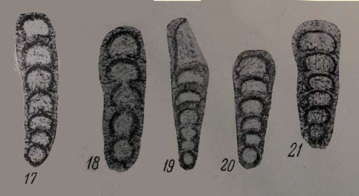 Image de Eonodosaria evlavensis Lipina 1950