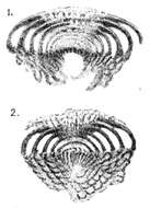 Image of Lasiodiscus granifer Reichel 1946