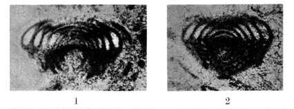 Image of Lasiodiscus granifer Reichel 1946