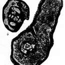 Image of Lituotubella glomospiroides Rauzer-Chernousova 1948