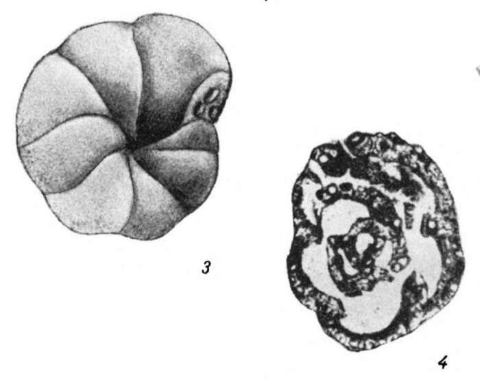 Mstinia bulloides Dain 1953的圖片