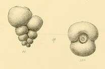 Image of Palaeotextularia schellwieni Galloway & Ryniker 1930