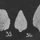 Image of Pseudopalmula palmuloides Cushman & Stainbrook 1943