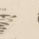 Image de Tetrataxis conica Ehrenberg 1854