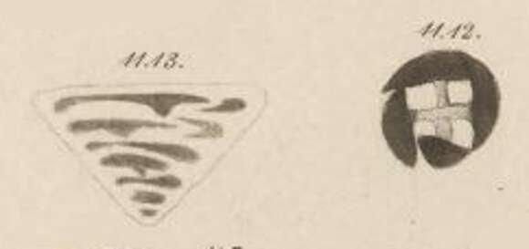 Image of Tetrataxidae