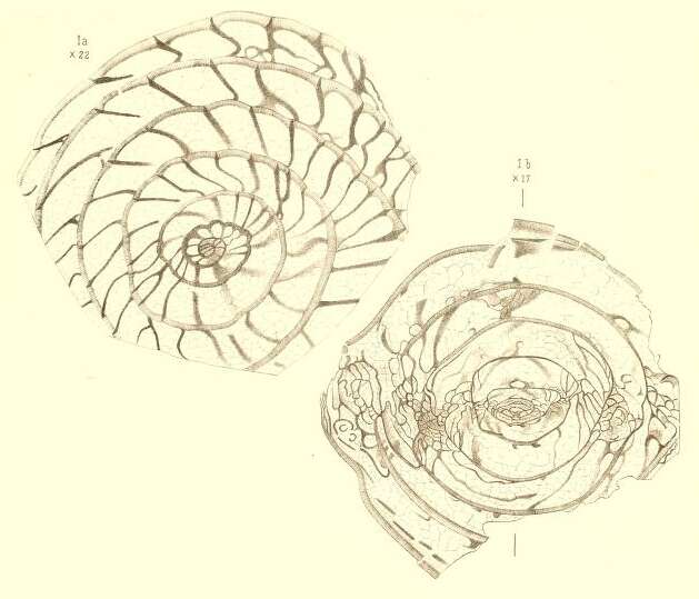 Image de Schwagerina princeps (Ehrenberg 1842)